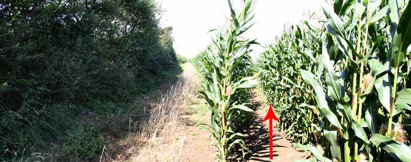 Photograph of Walking Route - Image 25