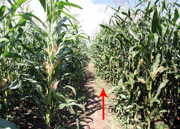 Photograph of Walking Route - Image 26