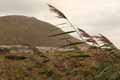 Llangennith Moors