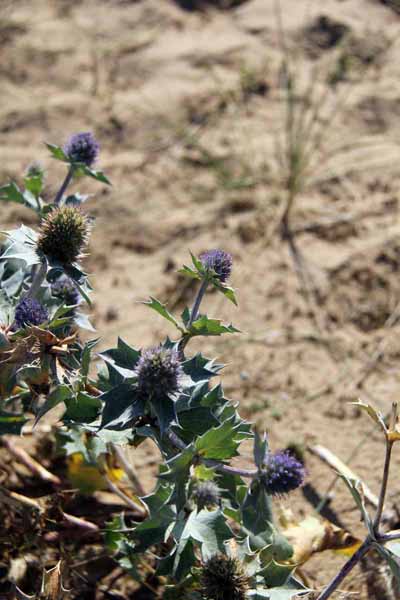 Photograph of Walking Route - Image 31