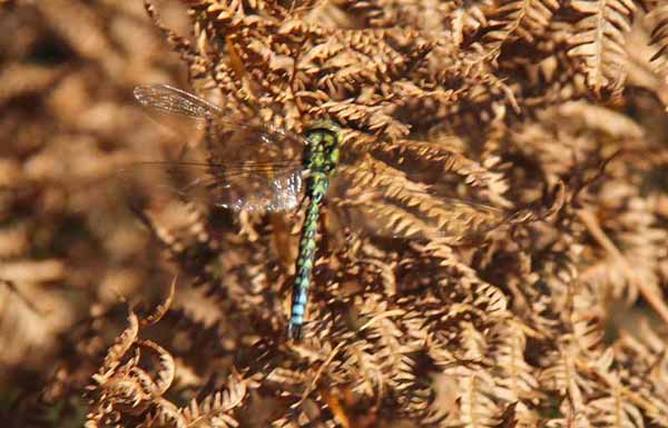Photograph of Walking Route - Image 55