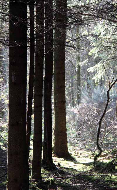 Photograph of Walking Route - Image 16