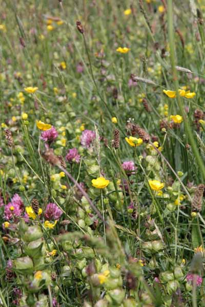 Photograph of Walking Route - Image 53