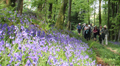 Llanrhidian - Common Wood