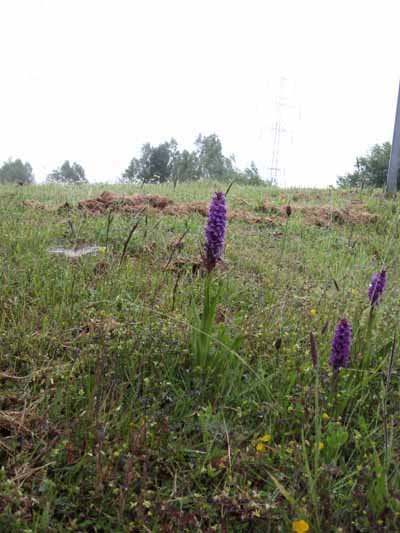 Photograph of Walking Route - Image 13