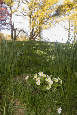 Photograph of Walking Route - Image 33