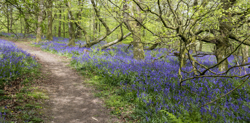 Photograph of Walking Route - Image 26