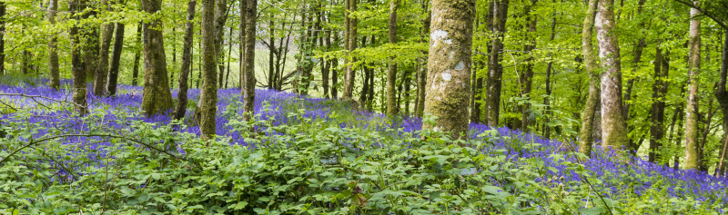 Photograph of Walking Route - Image 31