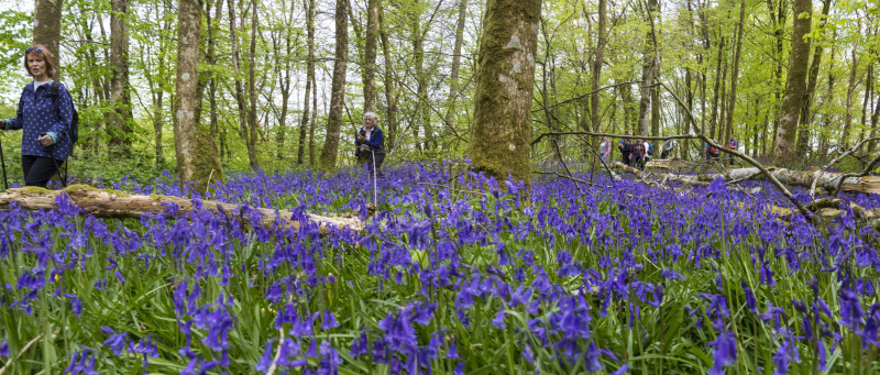 Photograph of Walking Route - Image 35