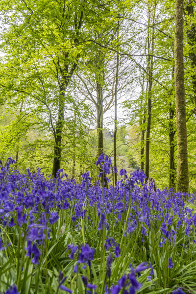 Photograph of Walking Route - Image 37