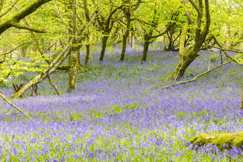 Photograph of Walking Route - Image 44