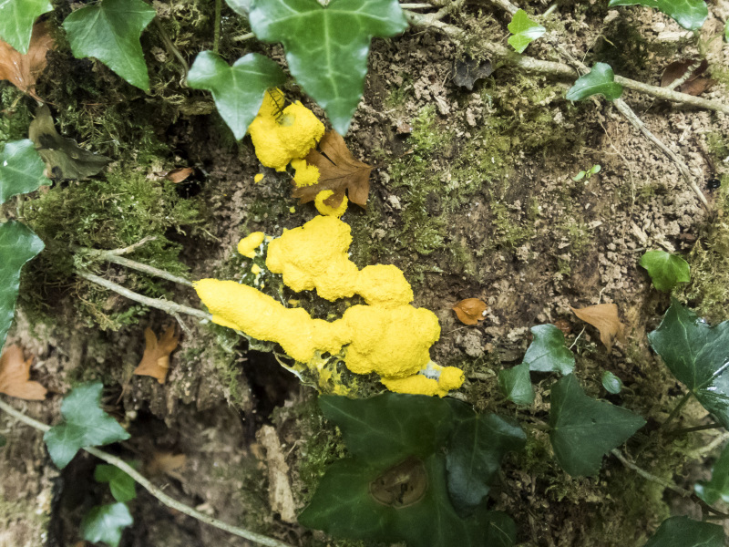Photograph of Walking Route - Image 2