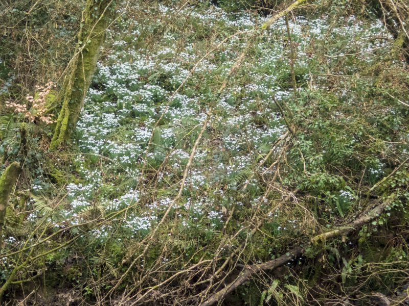 Photograph of Walking Route - Image 44