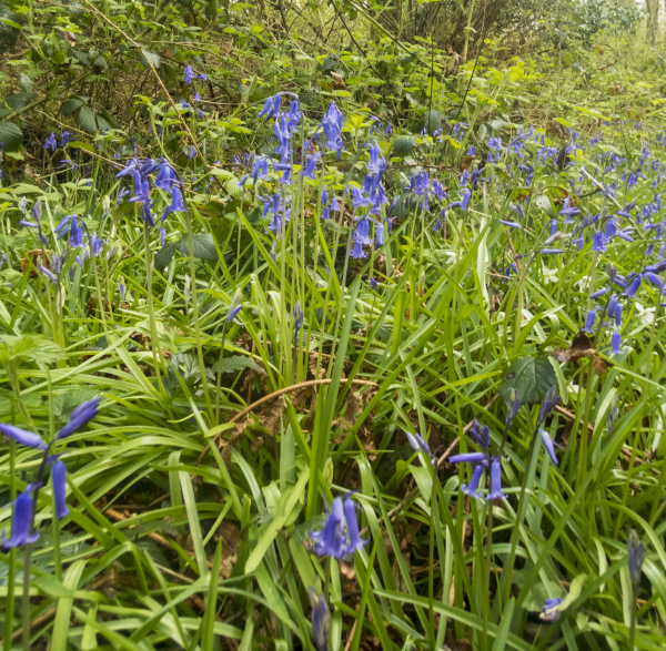 Photograph of Walking Route - Image 27