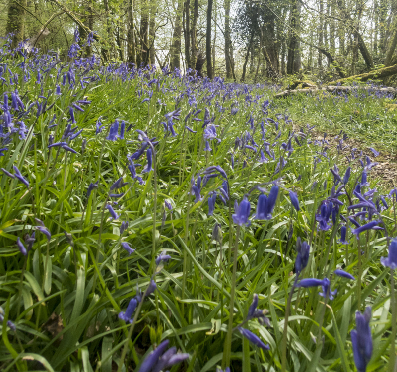 Photograph of Walking Route - Image 32