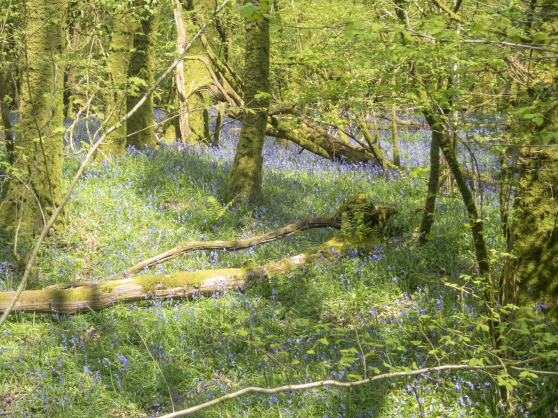 Photograph of Walking Route - Image 42