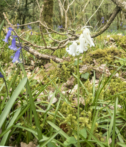 Photograph of Walking Route - Image 44