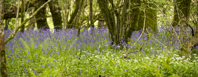 Photograph of Walking Route - Image 55