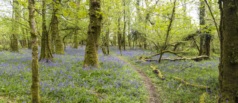 Photograph of Walking Route - Image 61