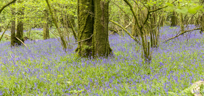 Photograph of Walking Route - Image 64