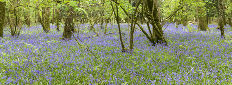 Photograph of Walking Route - Image 65