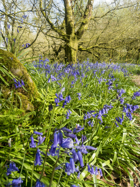 Photograph of Walking Route - Image 21