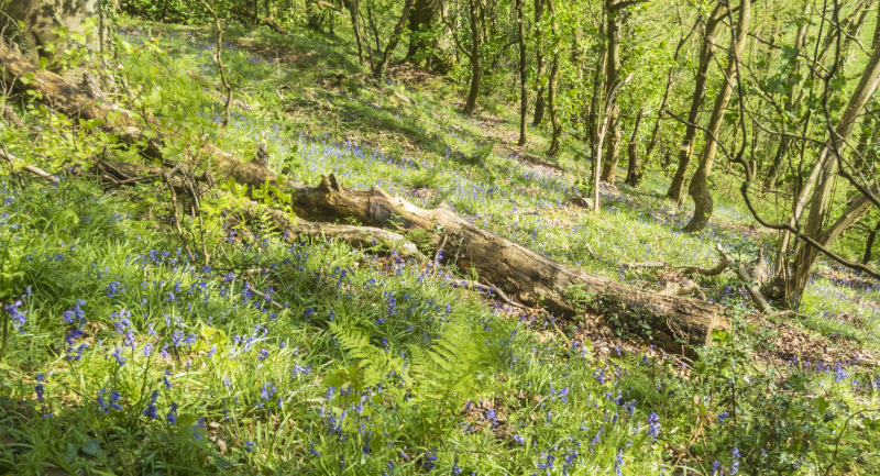 Photograph of Walking Route - Image 24