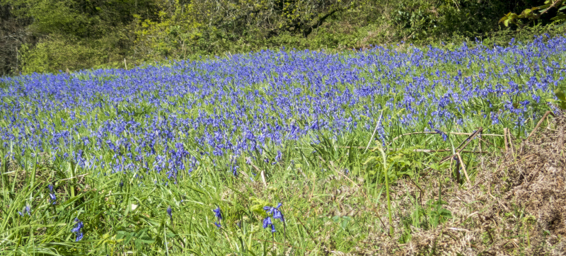 Photograph of Walking Route - Image 8