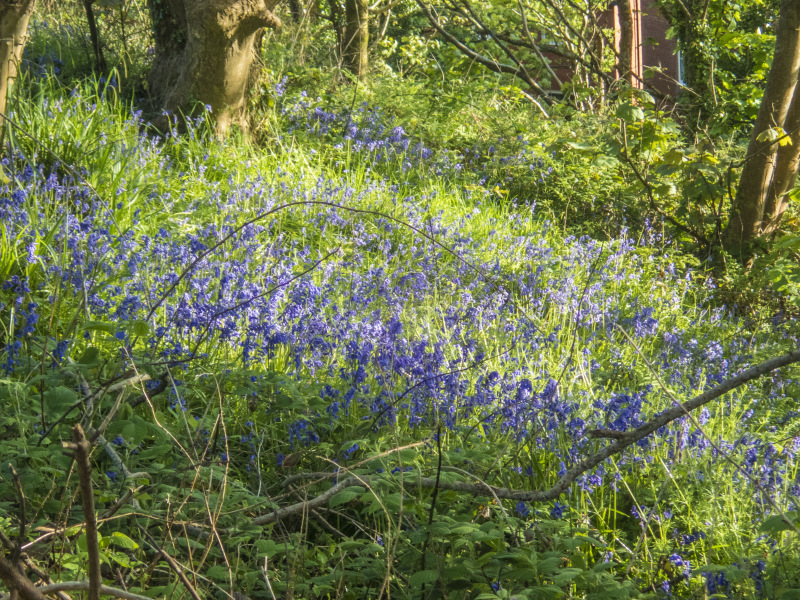 Photograph of Walking Route - Image 4