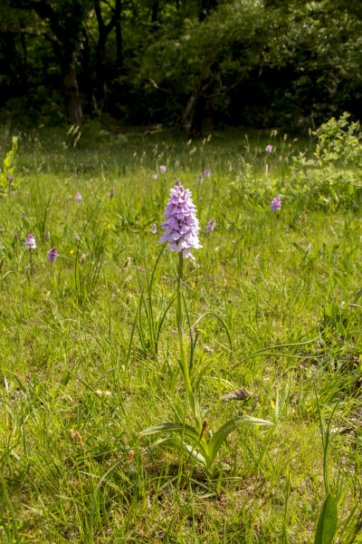 Photograph of Walking Route - Image 26