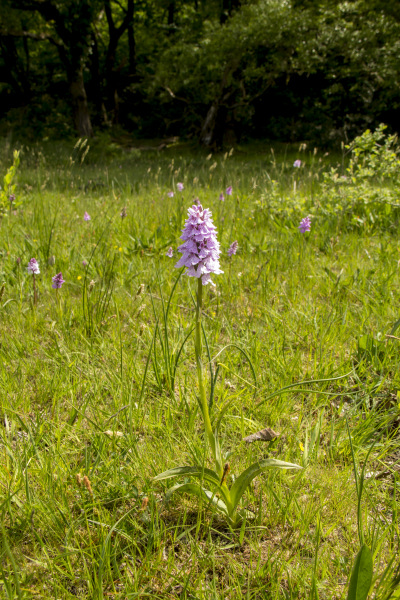 Photograph of Walking Route - Image 26