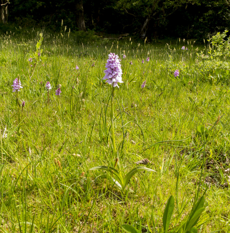 Photograph of Walking Route - Image 29