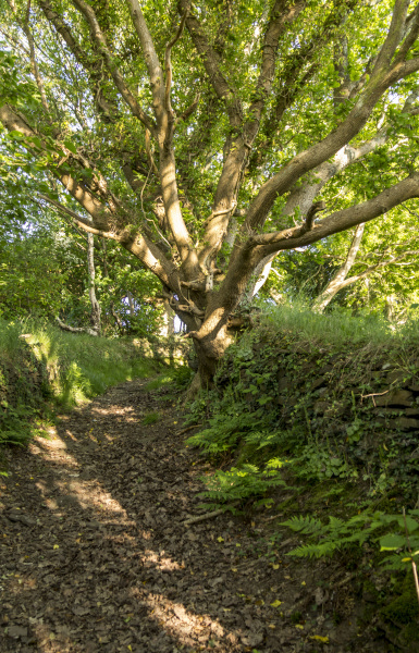 Photograph of Walking Route - Image 4