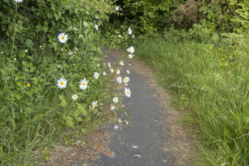 Photograph of Walking Route - Image 15