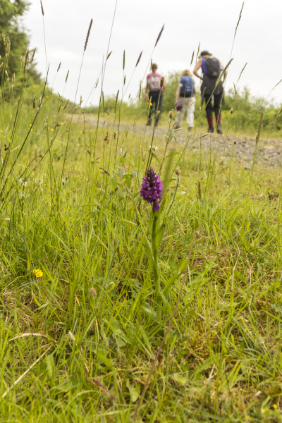 Photograph of Walking Route - Image 31