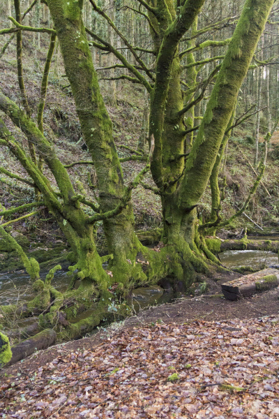 Photograph of Walking Route - Image 26