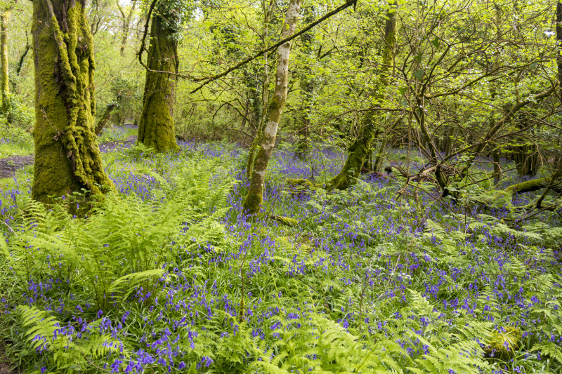 Photograph of Walking Route - Image 14