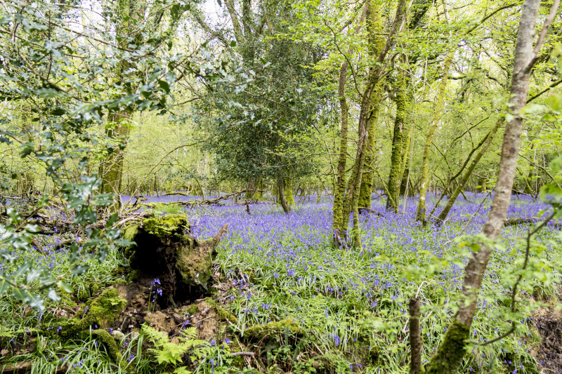 Photograph of Walking Route - Image 15