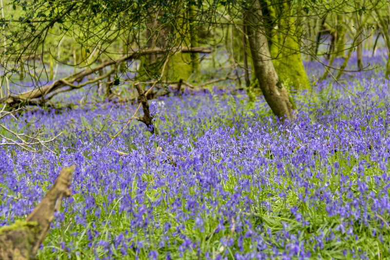 Photograph of Walking Route - Image 17
