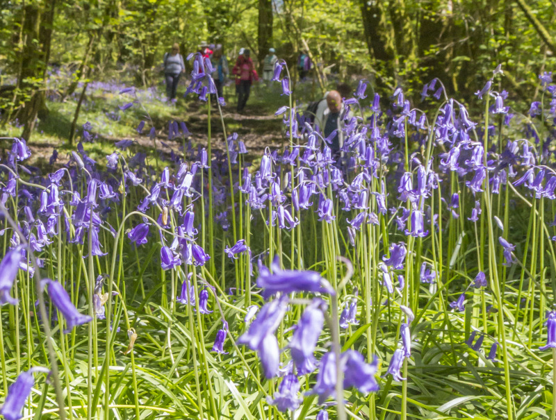 Photograph of Walking Route - Image 27