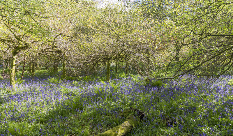 Photograph of Walking Route - Image 25