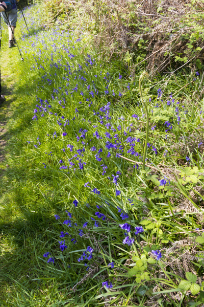 Photograph of Walking Route - Image 12