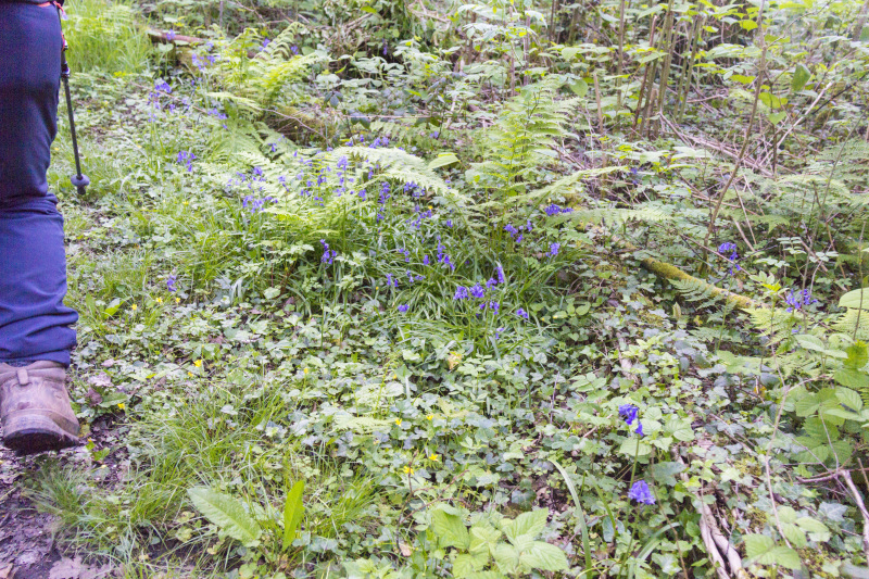 Photograph of Walking Route - Image 6