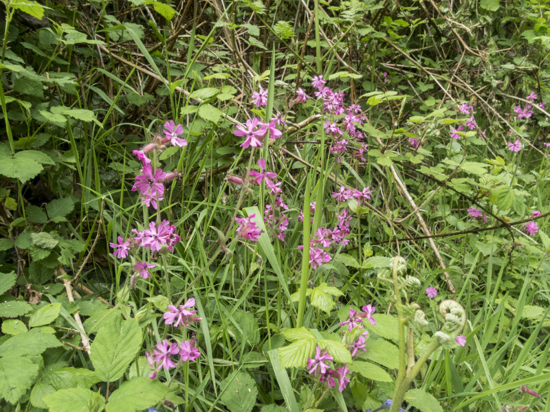 Photograph of Walking Route - Image 11