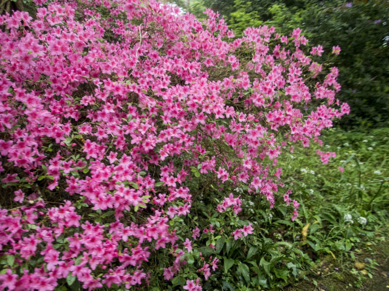 Photograph of Walking Route - Image 11