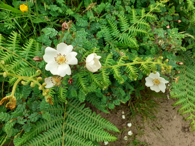Photograph of Walking Route - Image 12