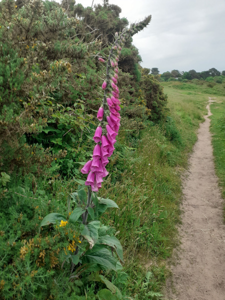 Photograph of Walking Route - Image 20