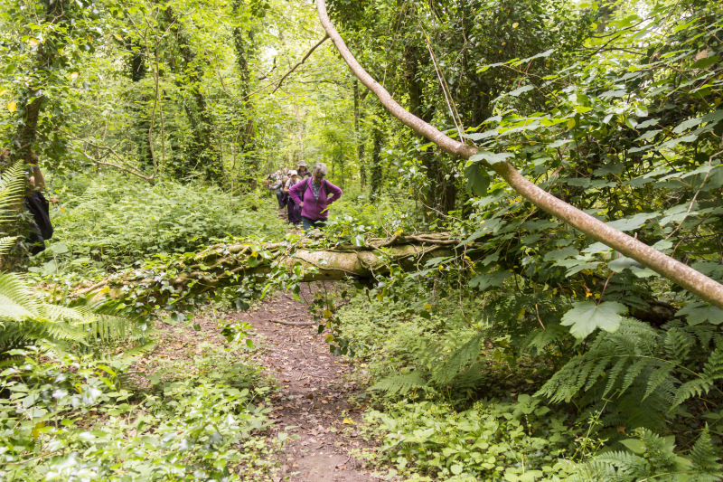 Photograph of Walking Route - Image 4