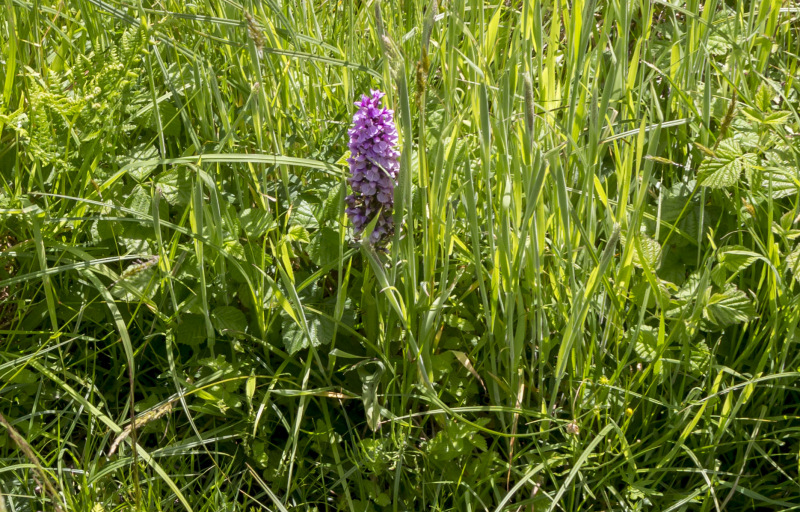 Photograph of Walking Route - Image 19