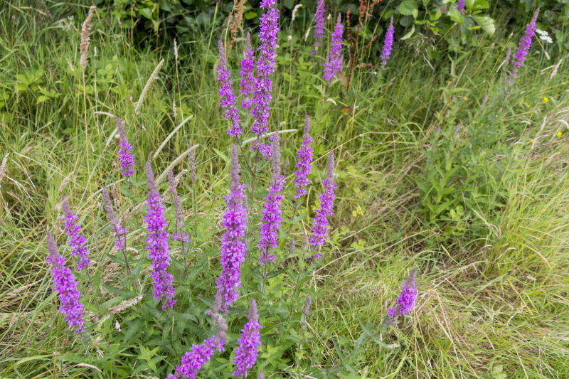 Photograph of Walking Route - Image 4